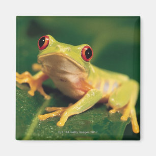 Red eye tree frog magnet