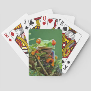 Red Eye Tree Frog on a branch Poker Cards