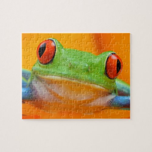 Red_eye Tree Frog Puzzle