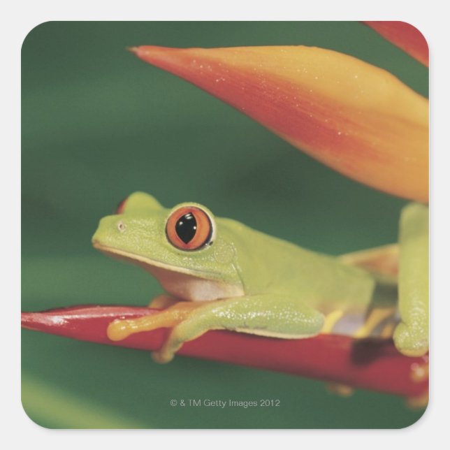 Red eye tree frog sitting on flower square sticker (Front)