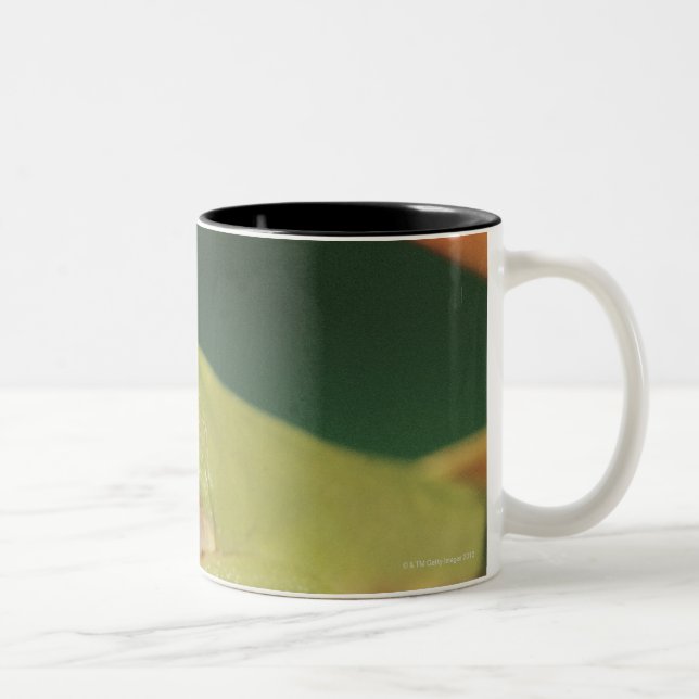 Red eye tree frog sitting on flower Two-Tone coffee mug (Right)