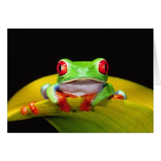 Red Eye Treefrog, Agalychinis callidryas, Native Cards (Front Horizontal)