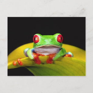Red Eye Treefrog, Agalychinis callidryas, Native Postcard
