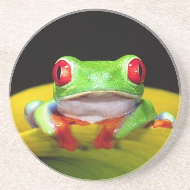 Red Eye Treefrog, Agalychinis callidryas, Native Sandstone Coaster (Front)