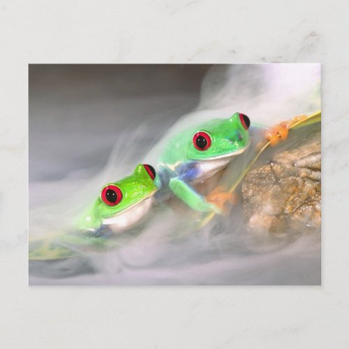 Red Eye Treefrog in the mist Agalychinis 2 Postcard