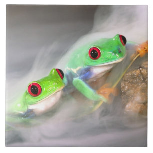 Red Eye Treefrog in the mist, Agalychinis 2 Tile