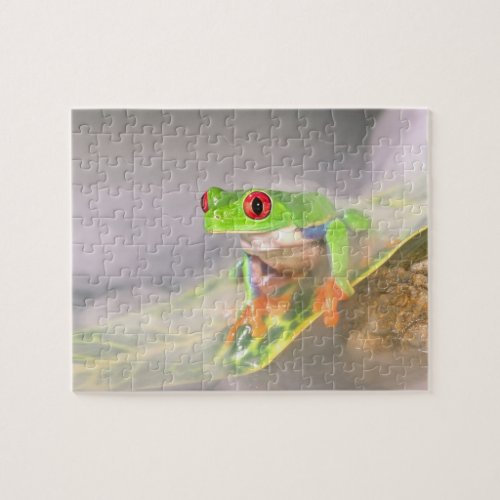 Red Eye Treefrog in the mist Agalychinis Jigsaw Puzzle