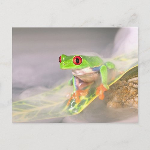 Red Eye Treefrog in the mist Agalychinis Postcard