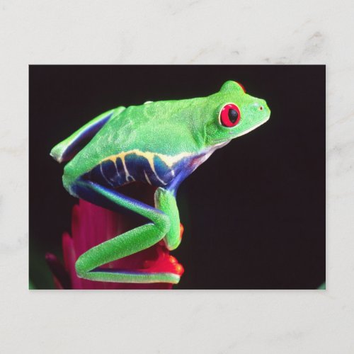 Red Eye Treefrog on a Bromeliad Agalychinis Postcard