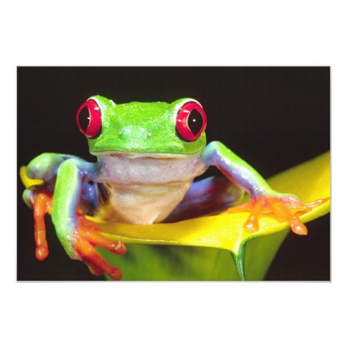 Red Eye Treefrog on a Calla Lily Agalychnis Photo Print