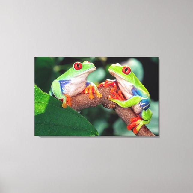 Red Eye Treefrog Pair, Agalychinis callidryas, Canvas Print (Front)