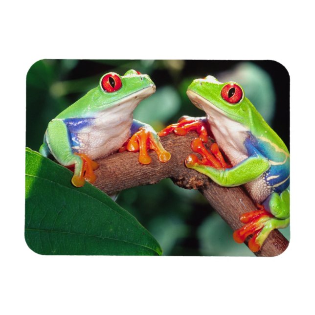 Red Eye Treefrog Pair, Agalychinis callidryas, Magnet (Horizontal)