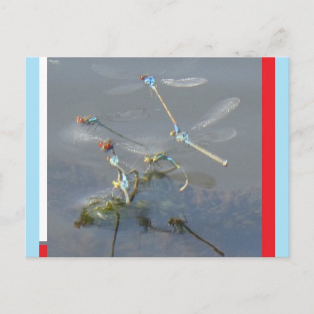 Red-Eyed Damselflies DIY Postcard (Front)