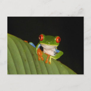 Red Eyed Gaudí Night Frog DIY Postcard