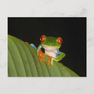 Red Eyed Gaudí Night Frog DIY Postcard
