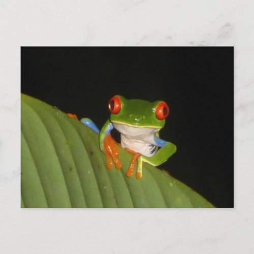 Red Eyed Gaud Night Frog DIY Postcard