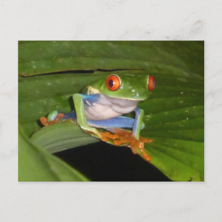Red Eyed Gaudy Frog DIY Postcard