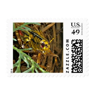 Red-eyed grasshopper - Eastern Lubber stamp