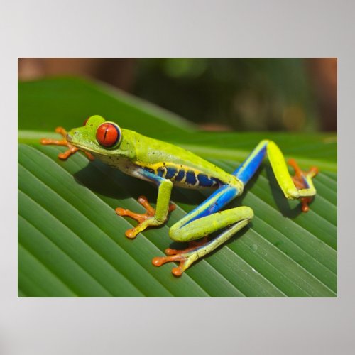 Red Eyed Green Tree Frog Poster