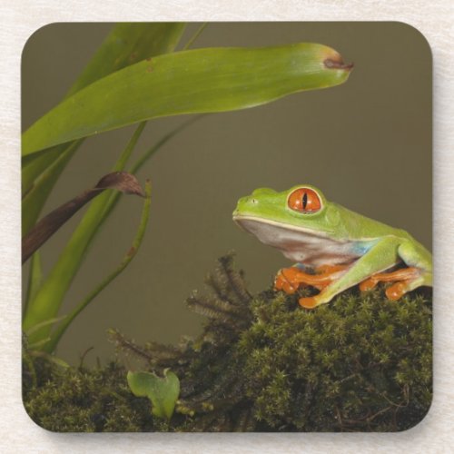 Red_eyed Leaf Frog AKA Red_eyed Tree frog Coaster
