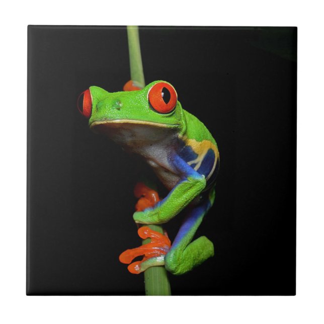 Red Eyed Painted Tree Frog Ceramic Tile (Front)