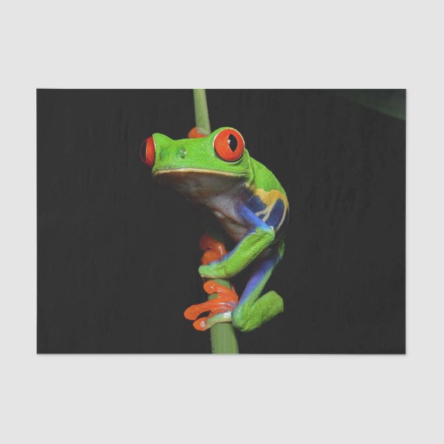 Red Eyed Painted Tree Frog Tissue Paper (Front)