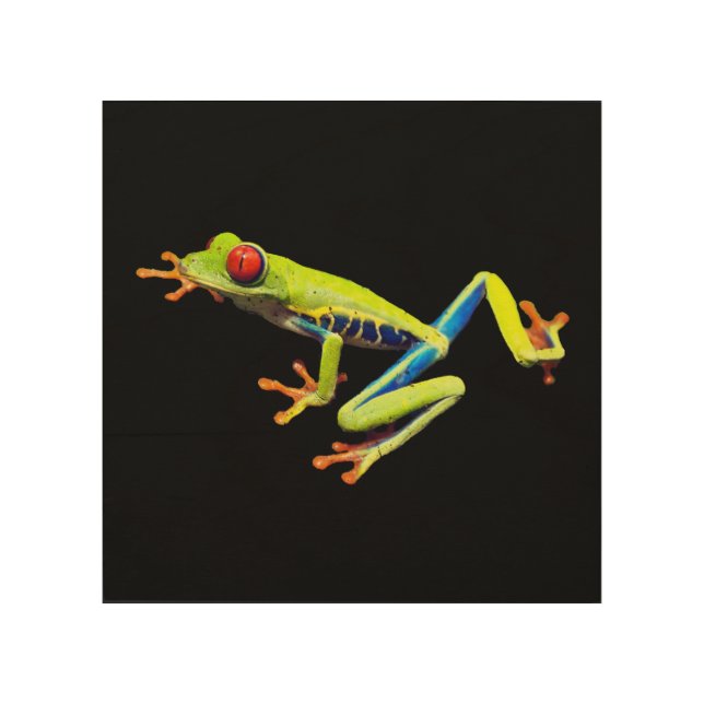 Red Eyed Painted Tree Frog  Wood Wall Art (Front)