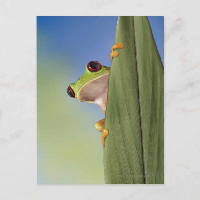 Red Eyed Tre Frog Peeking From Behind a Leaf Postcard (Front)
