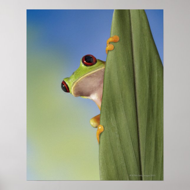 Red Eyed Tre Frog Peeking From Behind a Leaf Poster (Front)