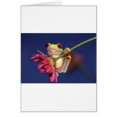 red eyed tree frog (Front)