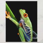 red eyed tree frog (Front)
