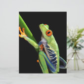 red eyed tree frog (Standing Front)