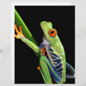 red eyed tree frog (Front/Back)