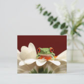red eyed tree frog (Standing Front)