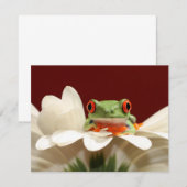 red eyed tree frog (Front/Back)