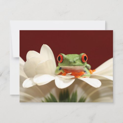 red eyed tree frog custom announcements