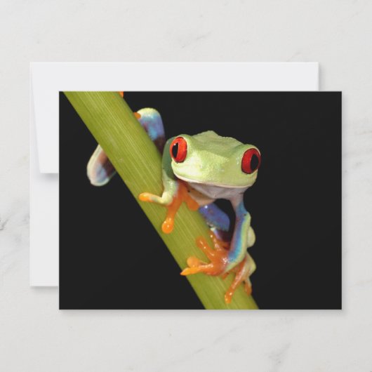 red eyed tree frog (Front)