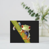 red eyed tree frog (Standing Front)