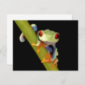 red eyed tree frog (Front/Back)