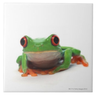 Red eyed tree frog 2 ceramic tile