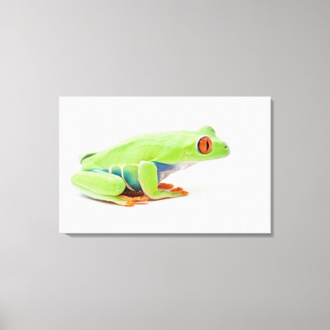 Red-Eyed Tree Frog (Agalychnis Callidryas) Canvas Print (Front)