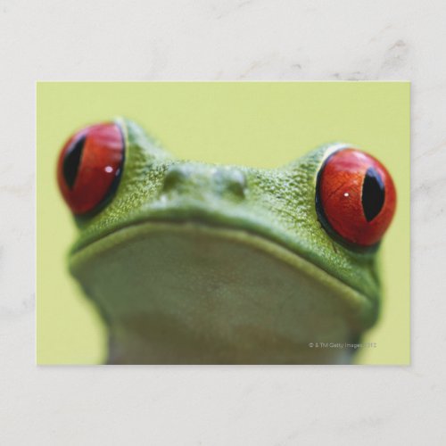Red_eyed tree frog Agalychnis callidryas Postcard