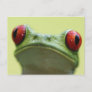 Red-eyed tree frog (Agalychnis callidryas) Postcard