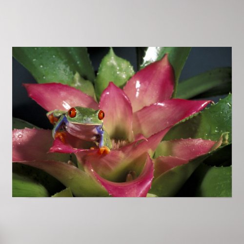 Red_eyed tree frog Agalychnis callidryas Poster