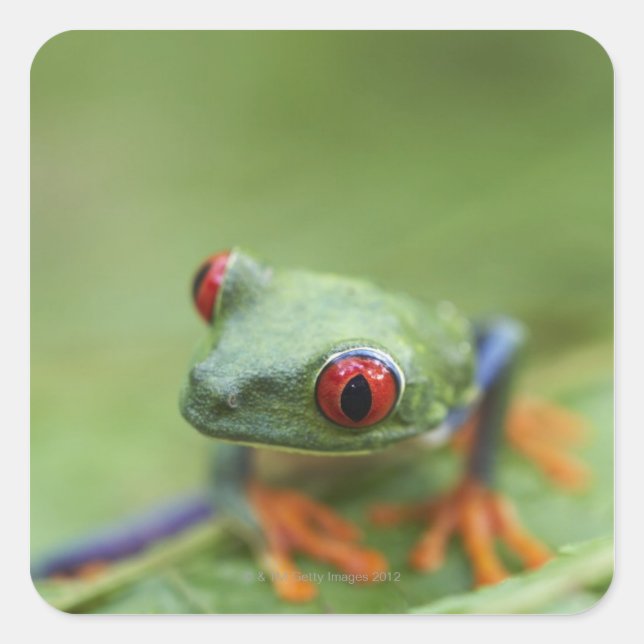 Red-eyed tree frog (Agalychnis callidryas) Square Sticker (Front)