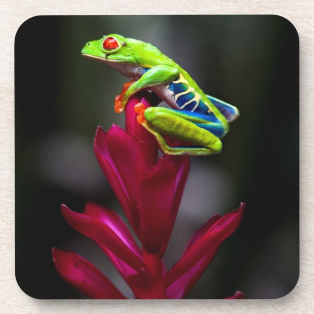 Red-eyed Tree Frog Beverage Coaster (Front)