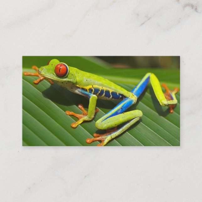 Red-Eyed Tree Frog Business Card (Front)