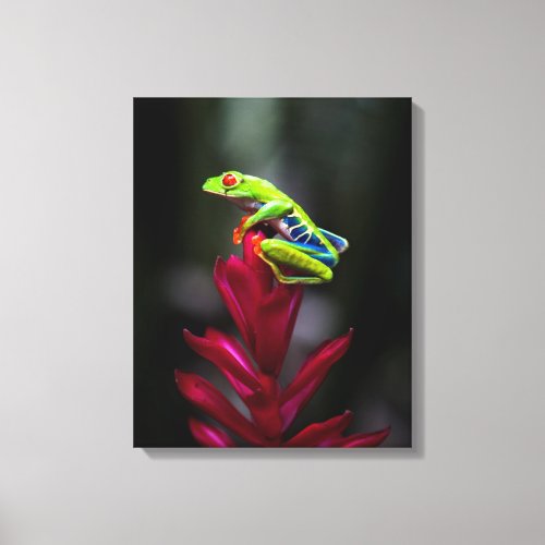 Red_eyed Tree Frog Canvas Print