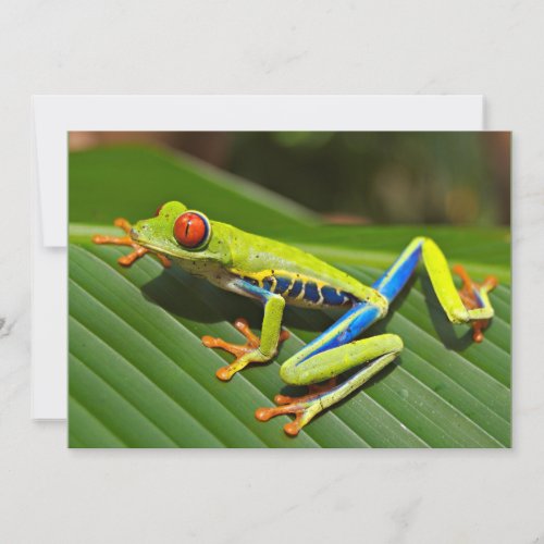 Red_eyed Tree Frog Card