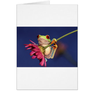red eyed tree frog cards